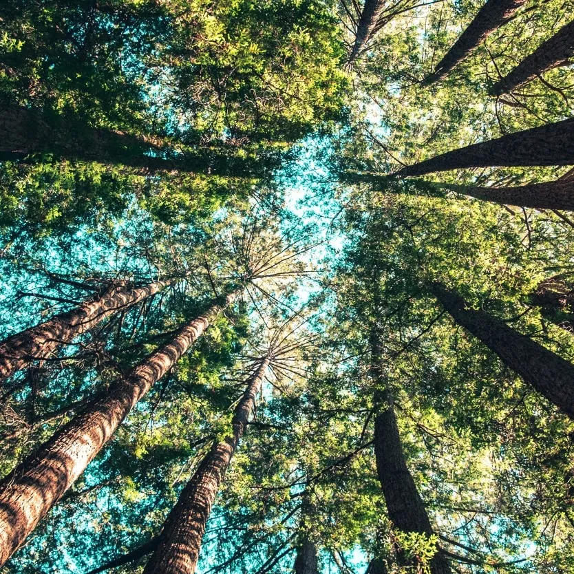 Forskellige gaveidéer til naturelskere