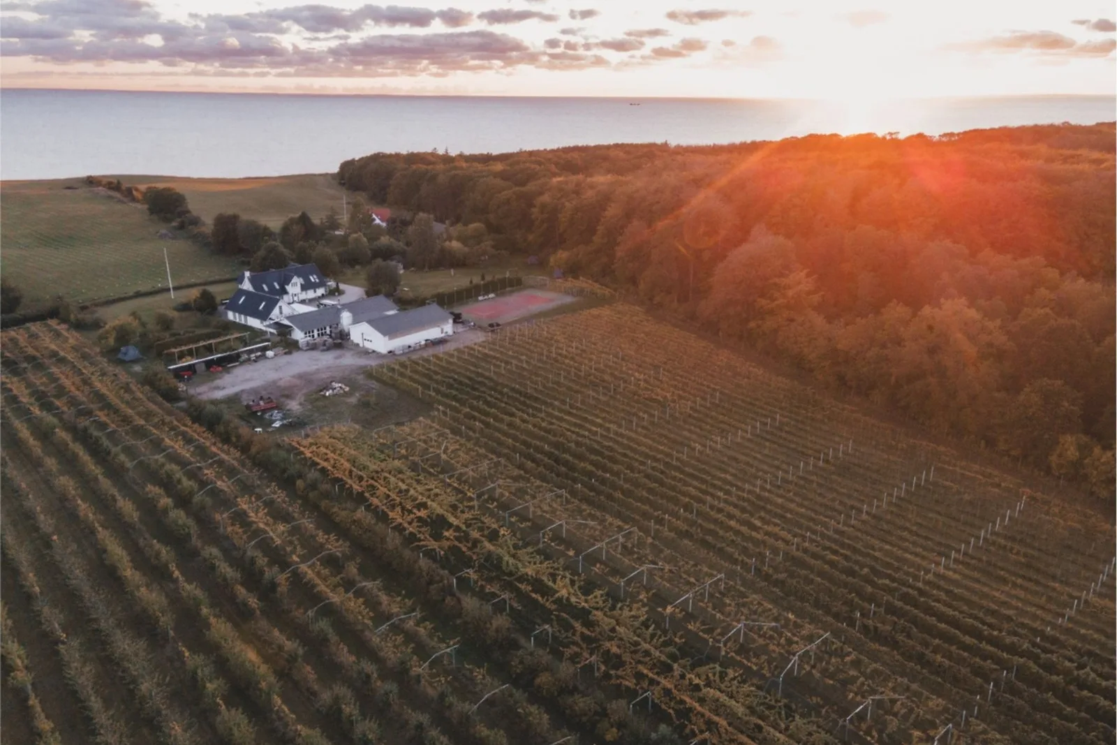 GO DREAM vinsmagning for 1 — julegave til svigerforældre